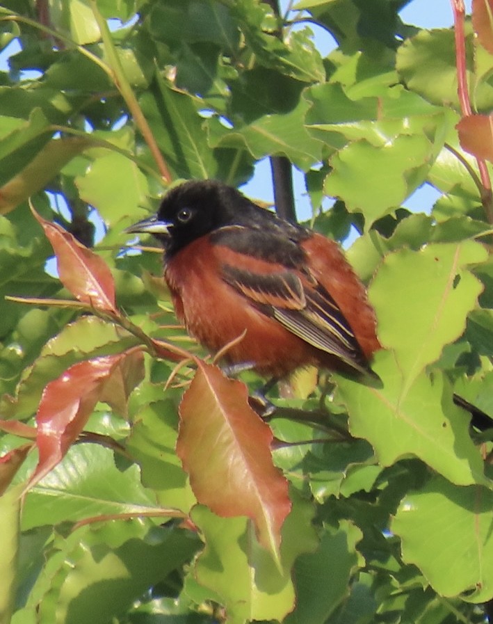 Orchard Oriole - ML618959372