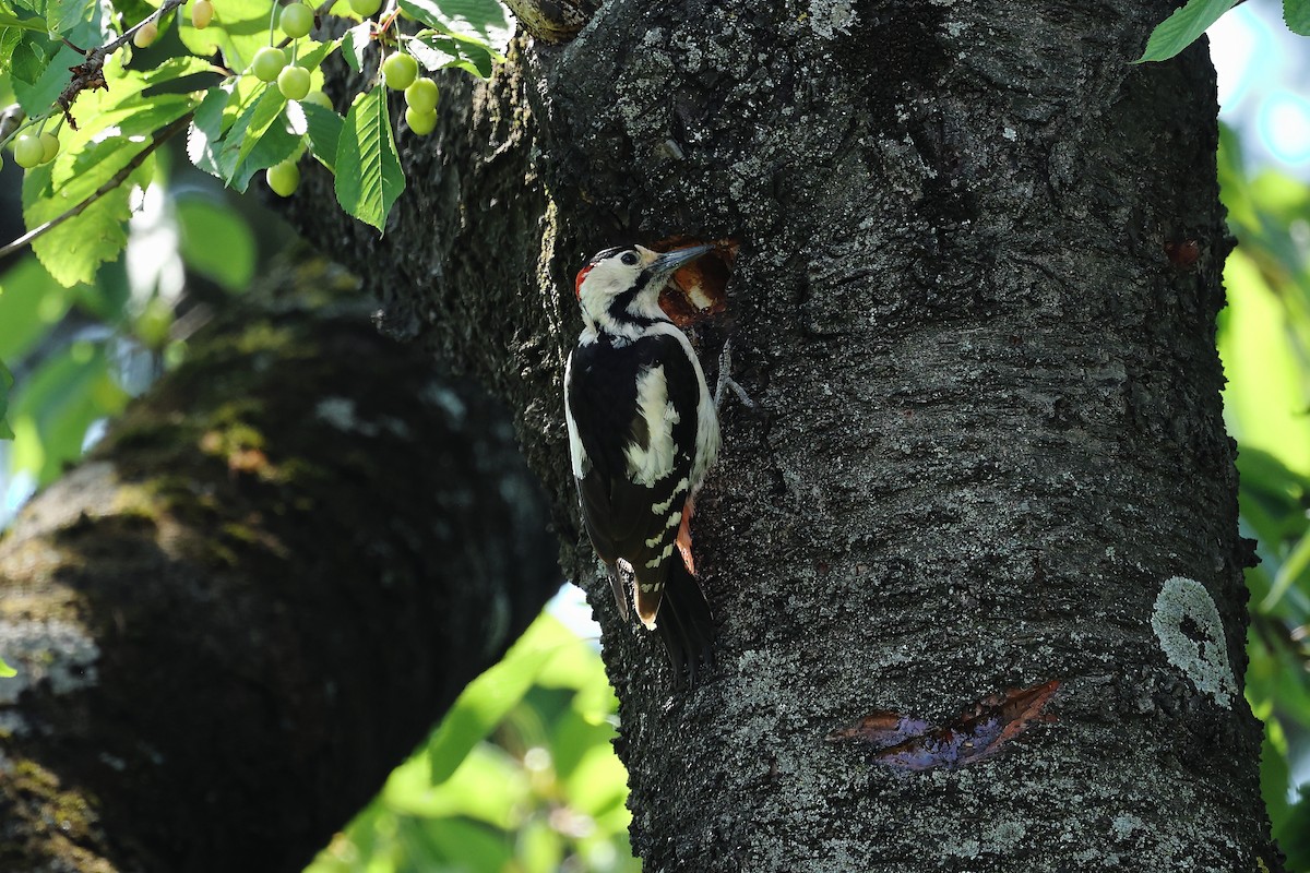 Syrian Woodpecker - ML618959374