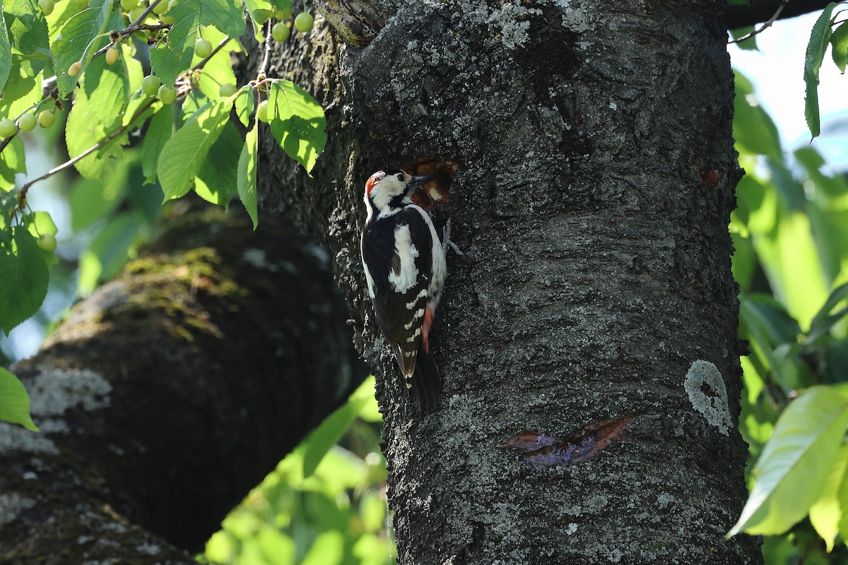 Syrian Woodpecker - ML618959375