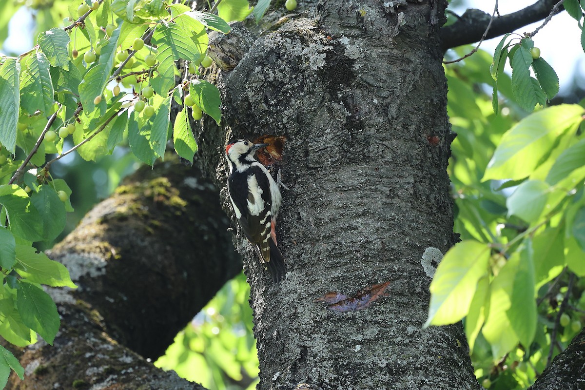 Syrian Woodpecker - ML618959376