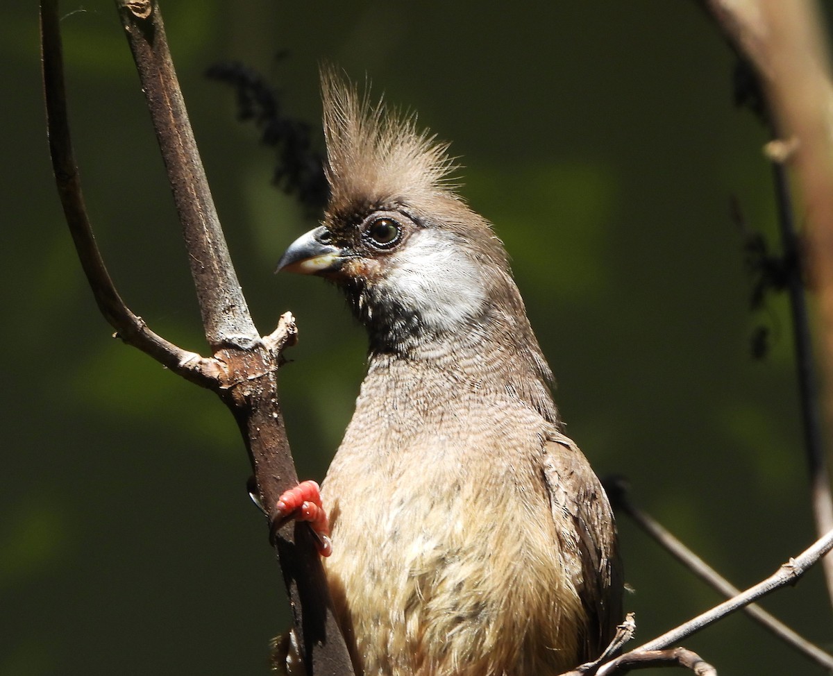 Speckled Mousebird - ML618959399