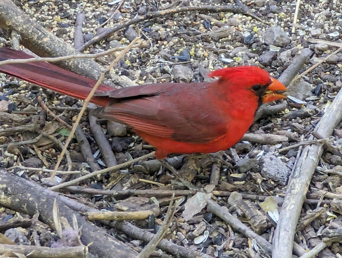 Cardinal rouge - ML618959403