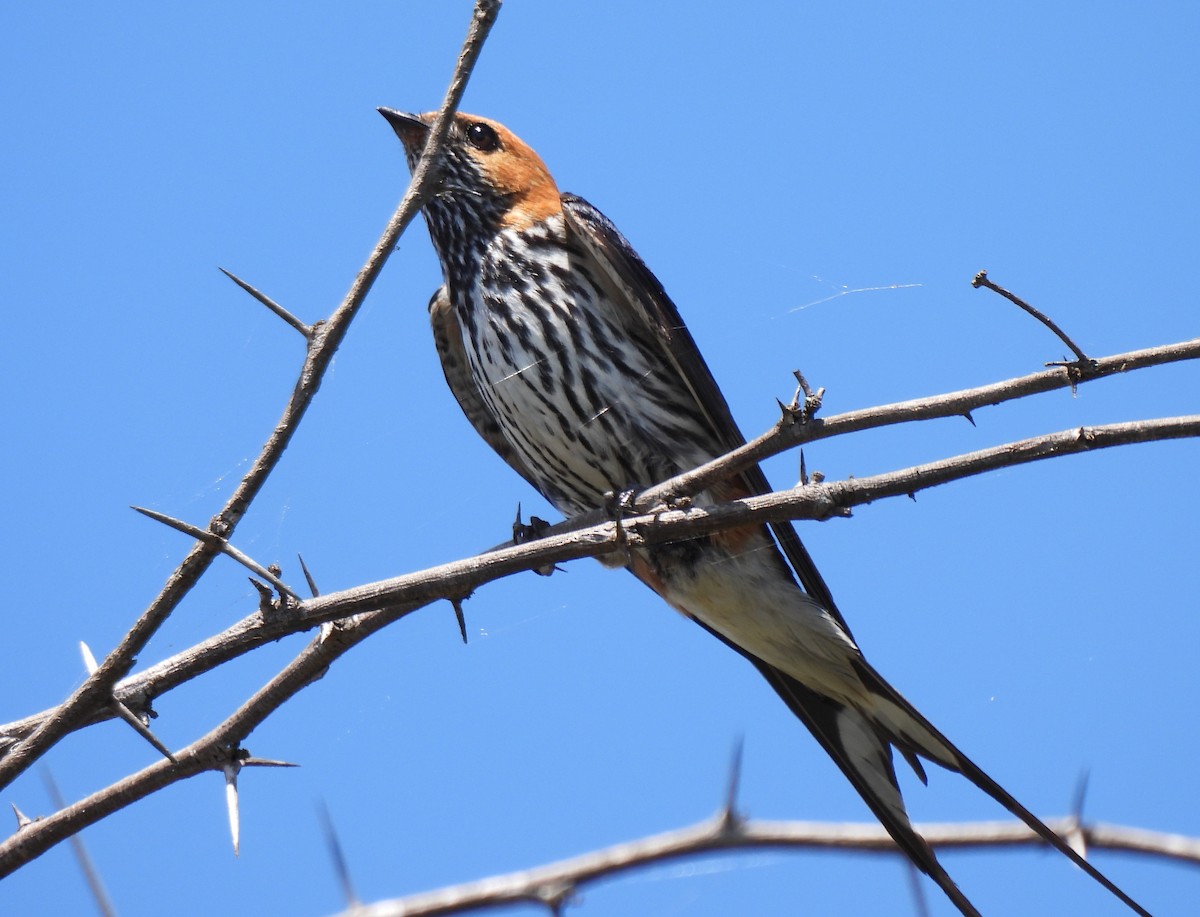 Lesser Striped Swallow - ML618959442