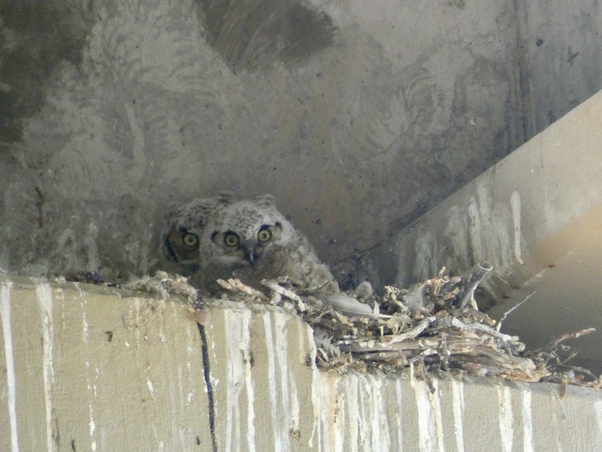 Great Horned Owl - ML618959454