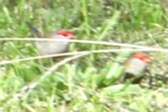 Red-browed Firetail - ML618959483