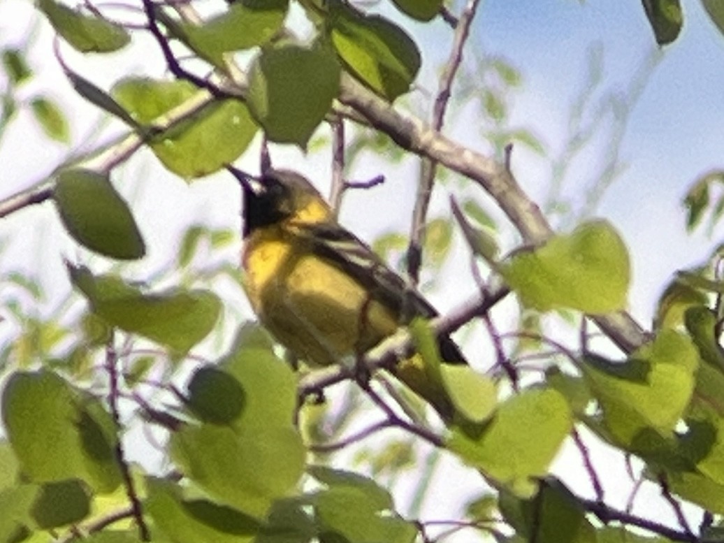 Orchard Oriole - ML618959491