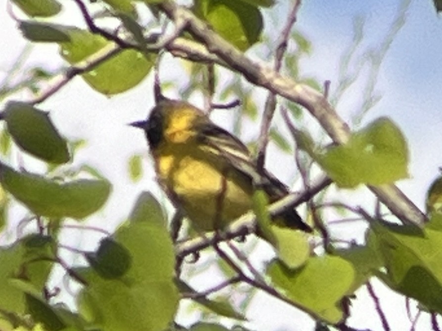 Orchard Oriole - ML618959492
