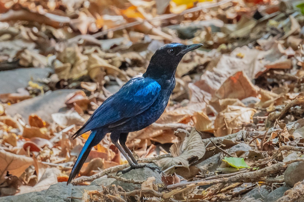 Малабарская синяя птица - ML618959497