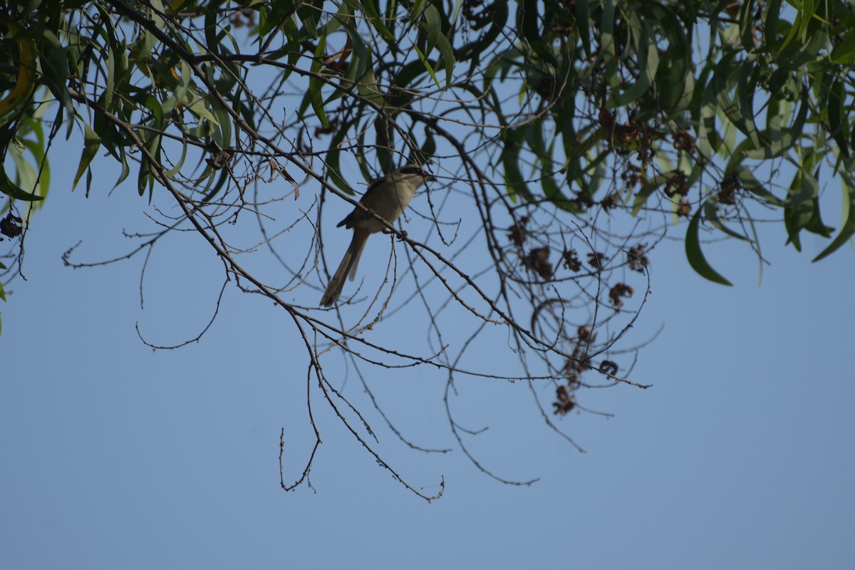 Long-tailed Shrike - ML618959507