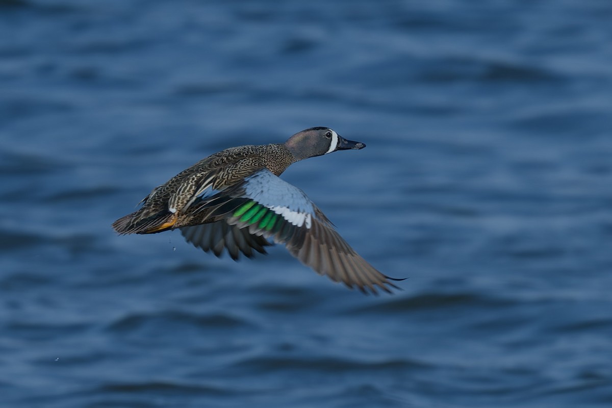 Blue-winged Teal - ML618959521