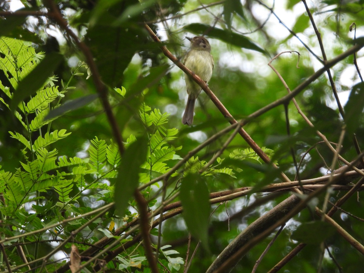 Sepia-capped Flycatcher - ML618959529