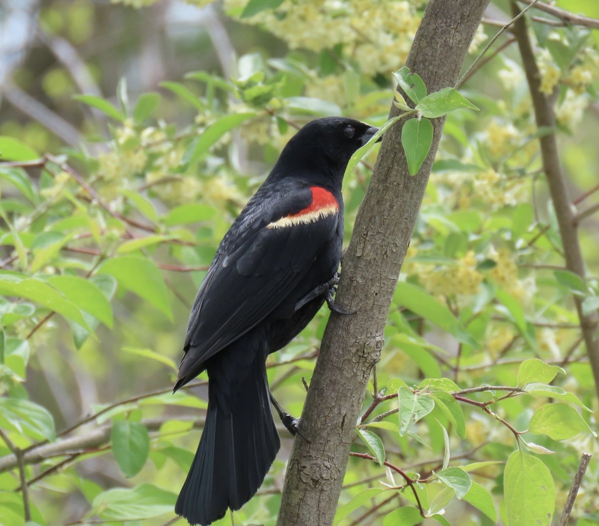 Red-winged Blackbird - Brenda Meese