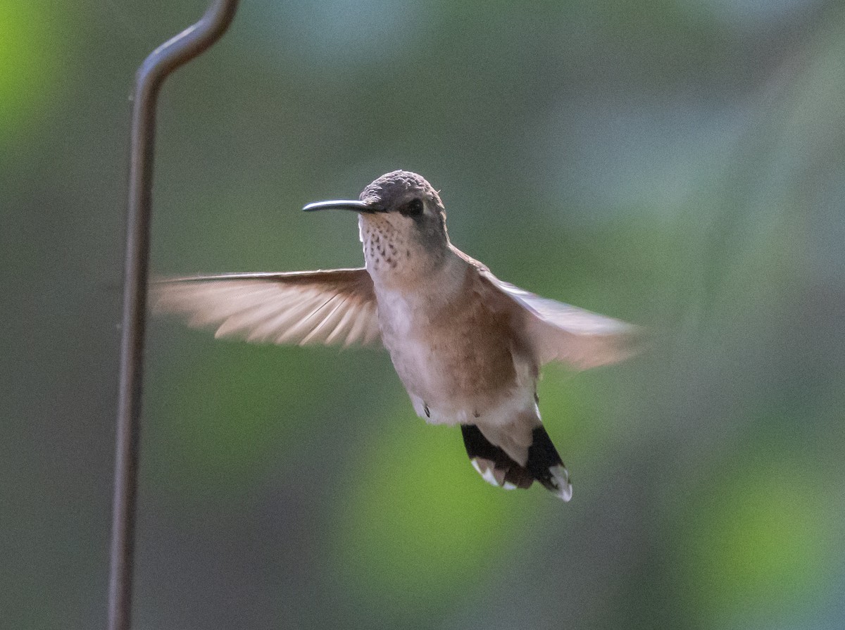 Black-chinned Hummingbird - David Barton