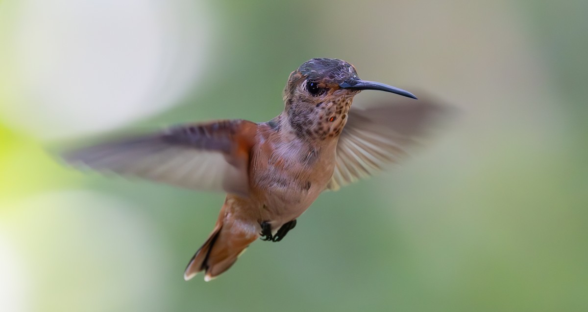 Allen's Hummingbird - ML618959556