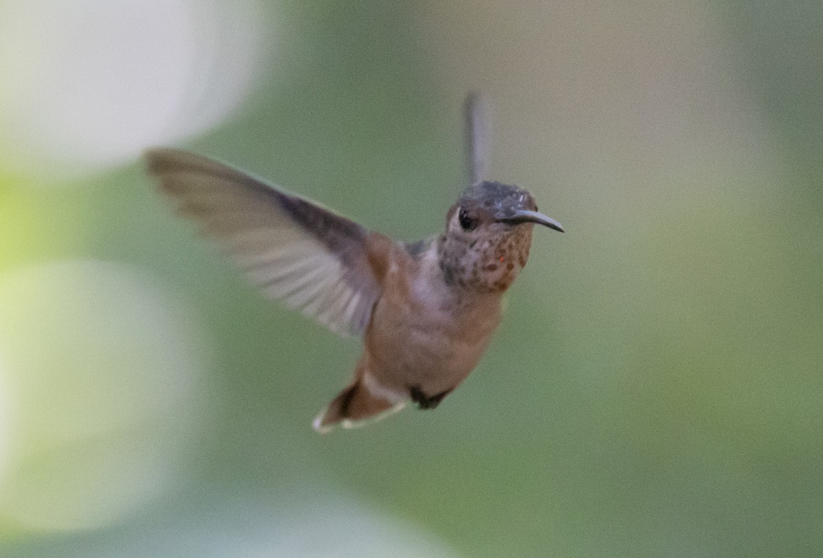 Allen's Hummingbird - David Barton
