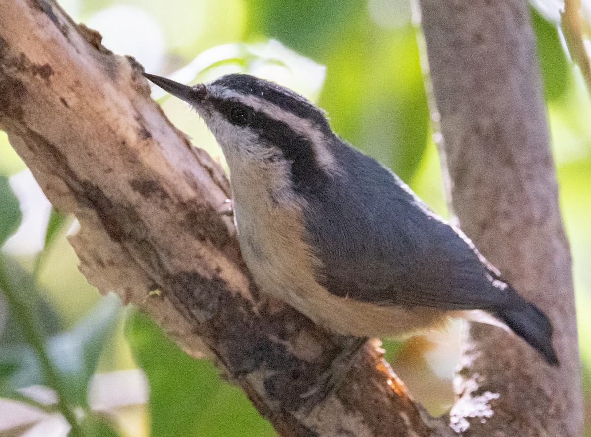 Red-breasted Nuthatch - David Barton