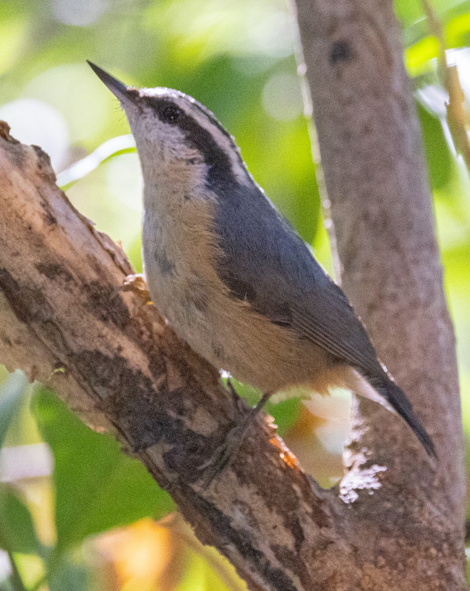 Red-breasted Nuthatch - David Barton