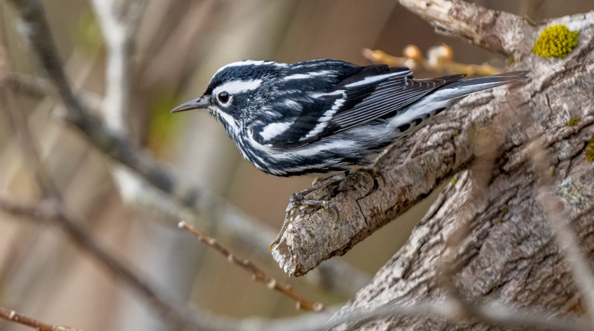 Black-and-white Warbler - ML618959613
