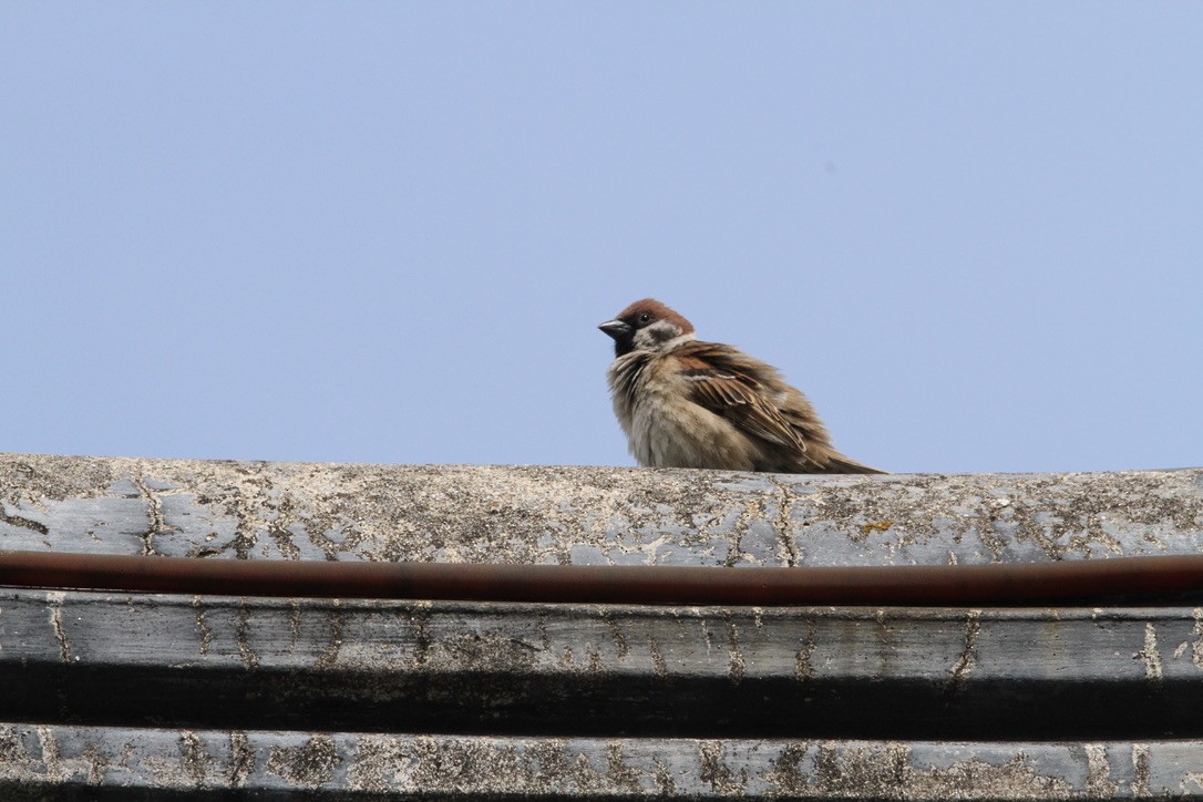 Eurasian Tree Sparrow - Richard Davis