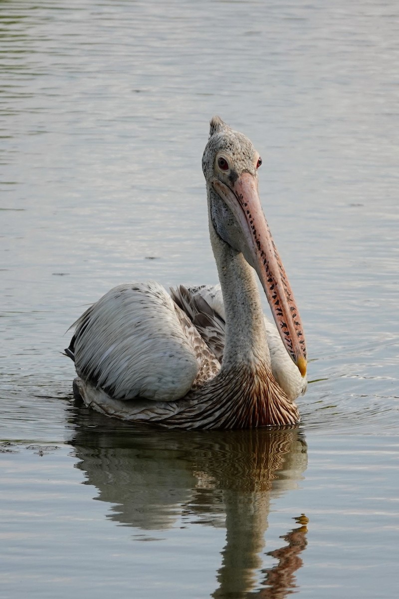 Spot-billed Pelican - Brecht Caers