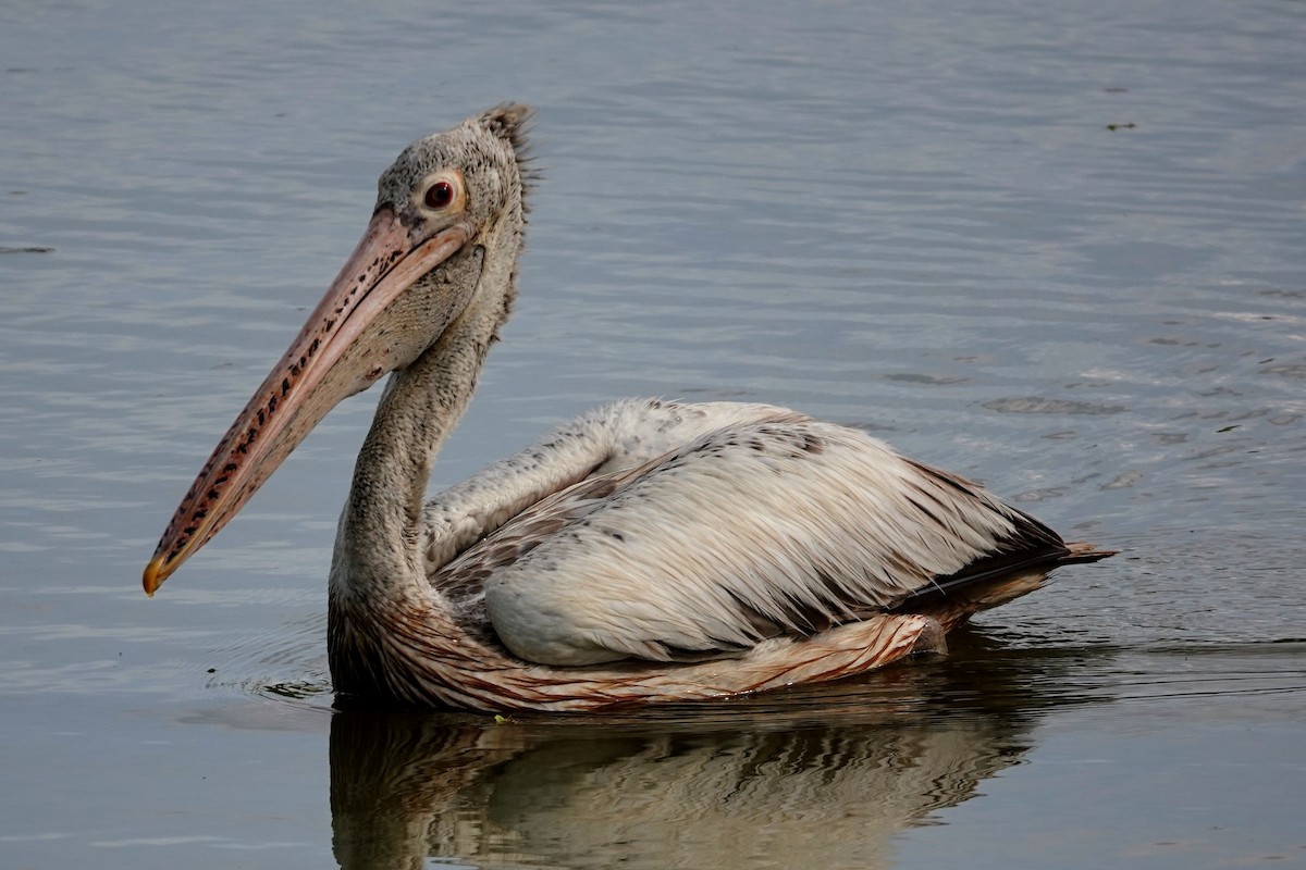 pelikán skvrnozobý - ML618959651