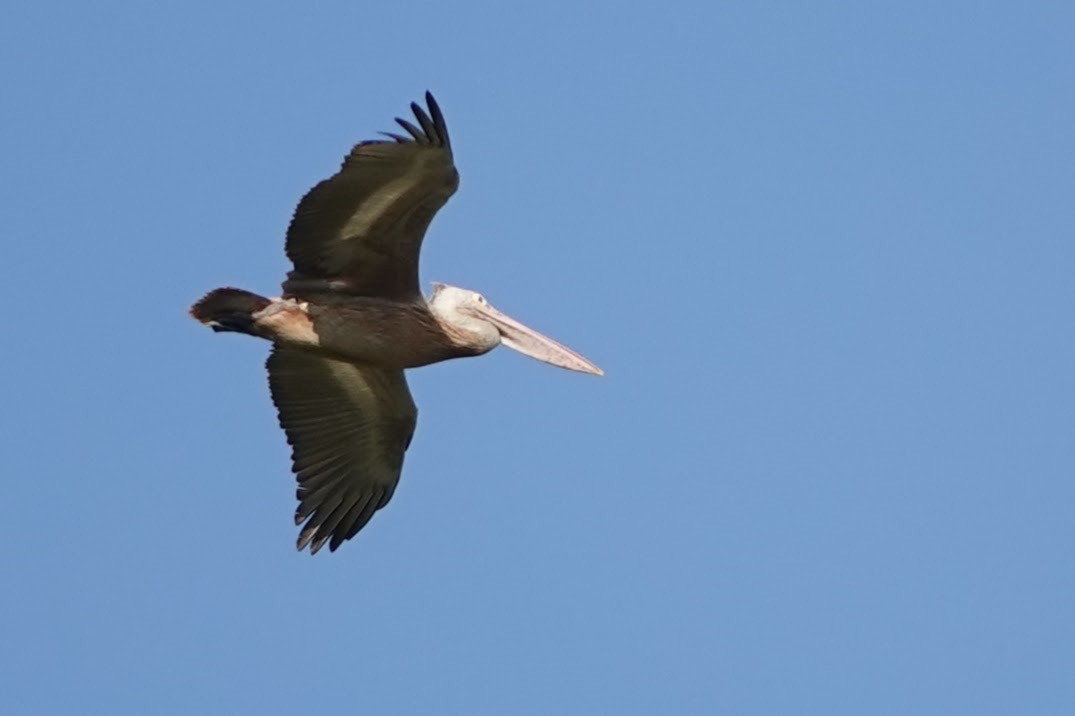 Spot-billed Pelican - Brecht Caers