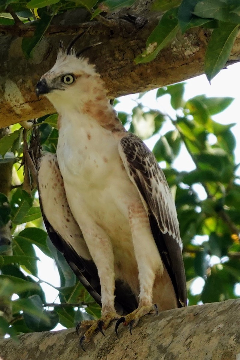 Changeable Hawk-Eagle (Crested) - Brecht Caers