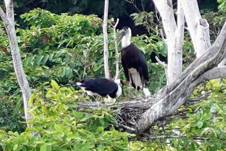Asian Woolly-necked Stork - ML618959666