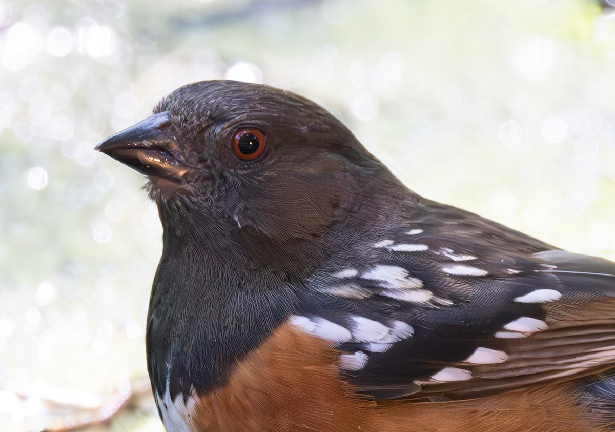 Spotted Towhee - ML618959667