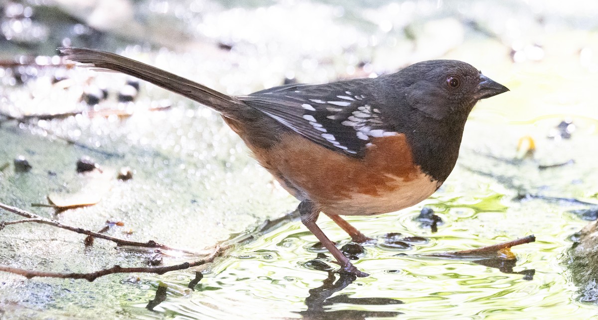 Spotted Towhee - ML618959668