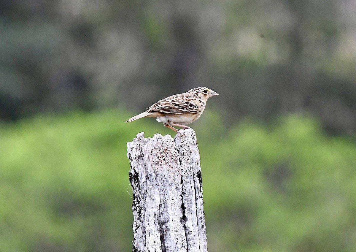 Grasshopper Sparrow - ML618959705