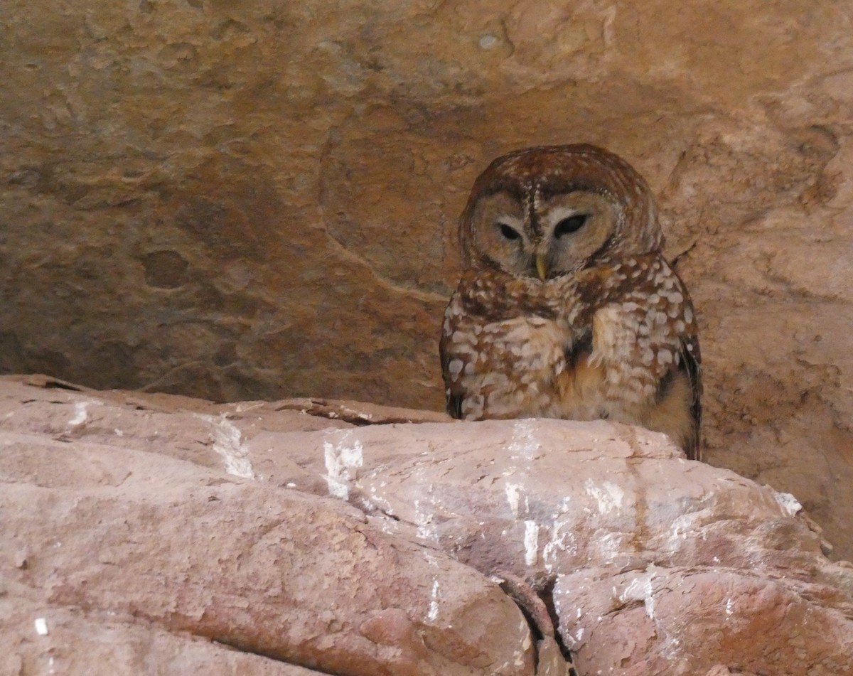 Spotted Owl - ML618959789