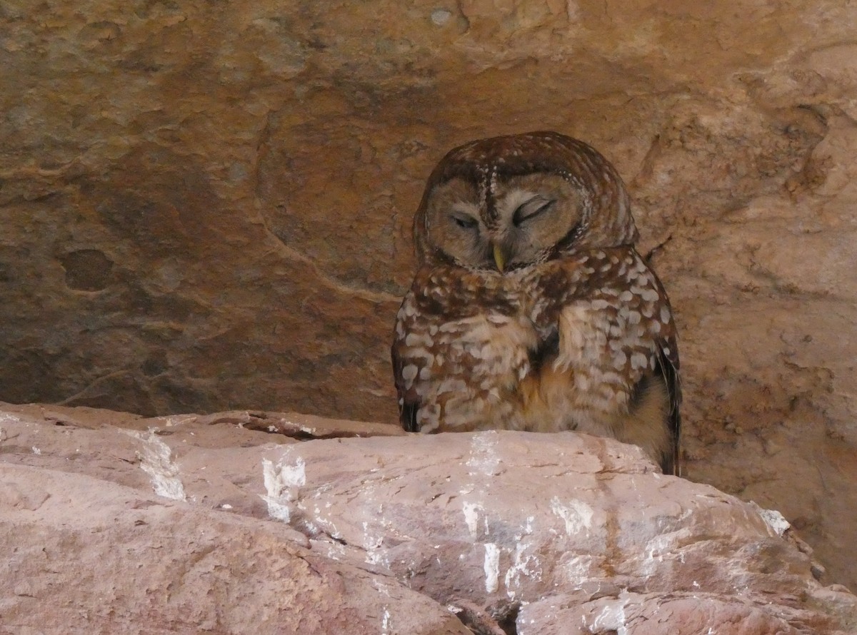 Spotted Owl - ML618959816