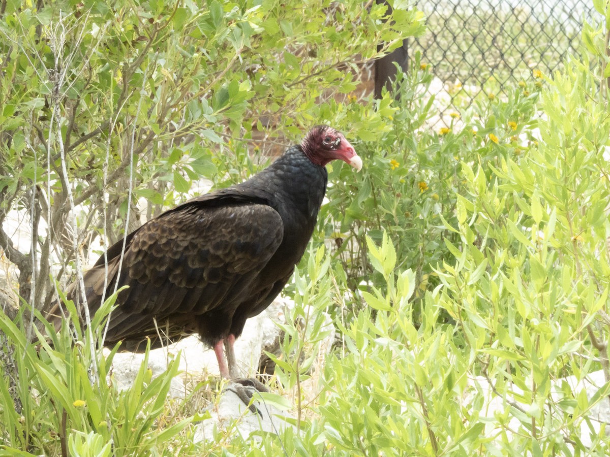 Turkey Vulture - ML618959827