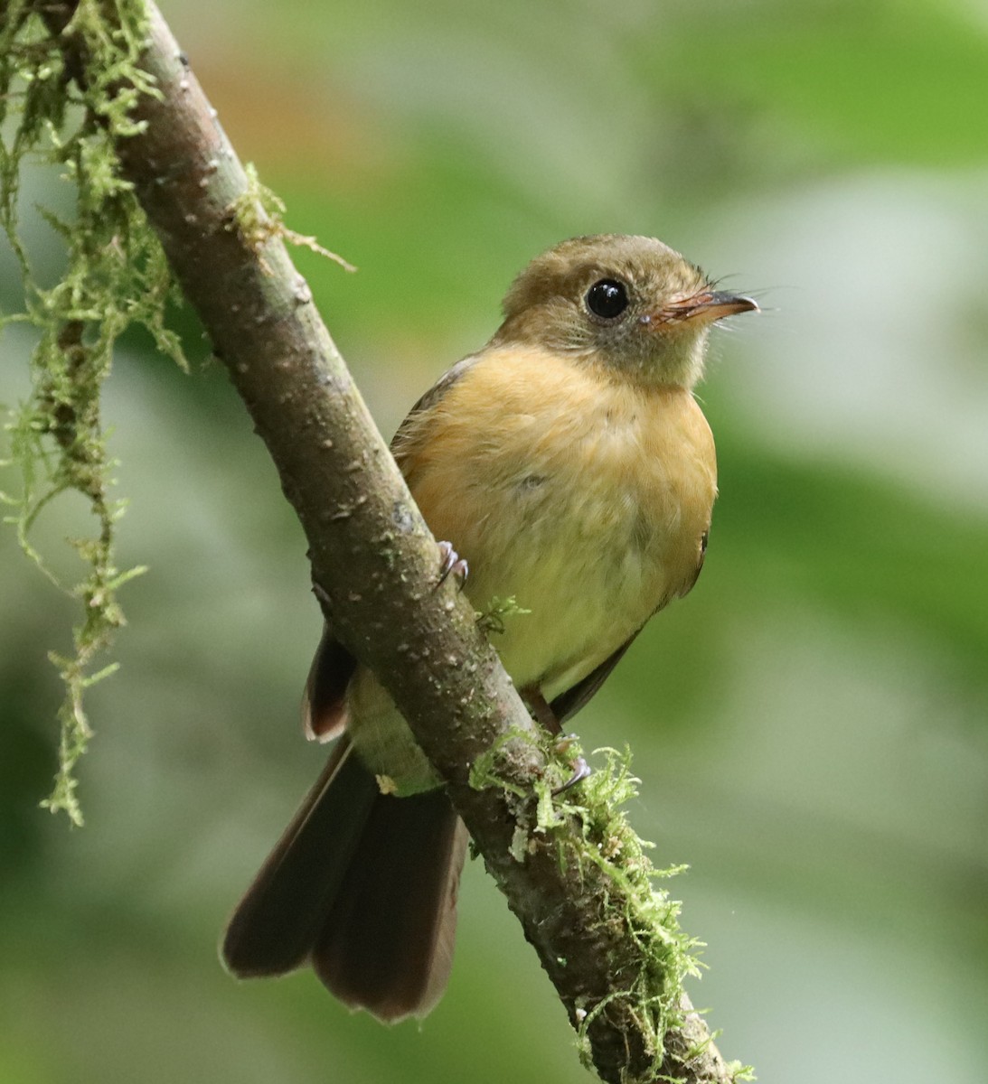 Tawny-chested Flycatcher - Obed Canales