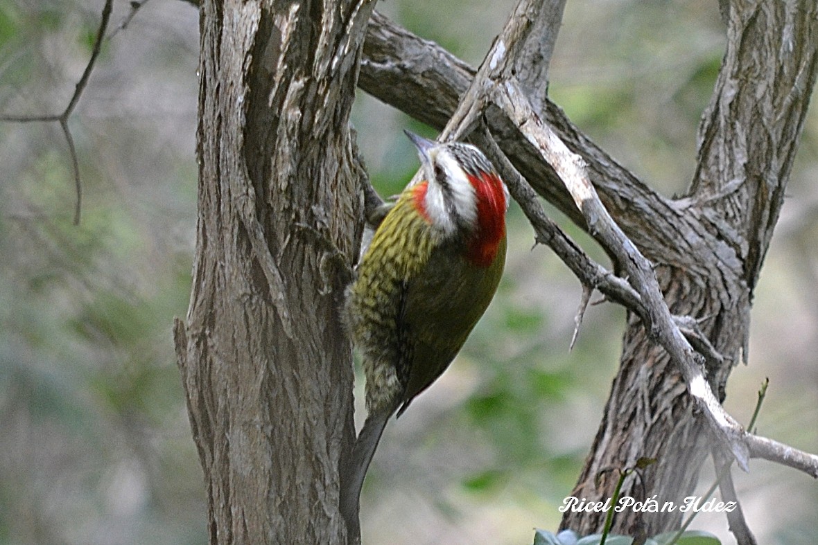 Cuban Green Woodpecker - ML618959866