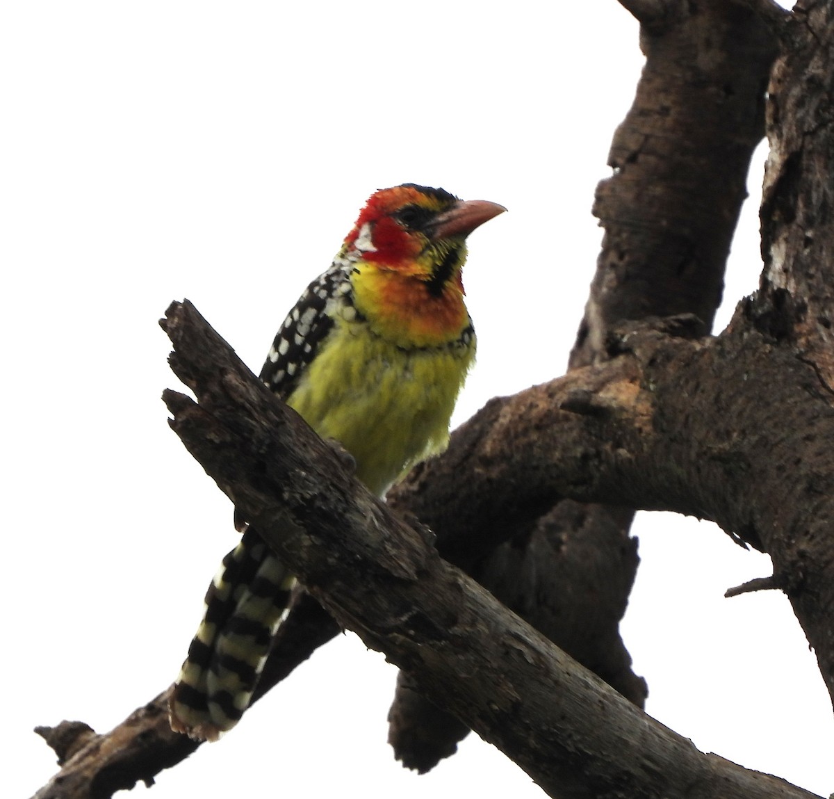 Red-and-yellow Barbet - ML618959875