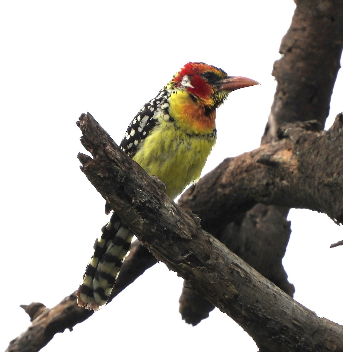 Red-and-yellow Barbet - ML618959876