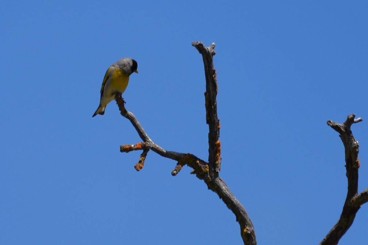 Lawrence's Goldfinch - ML618959902