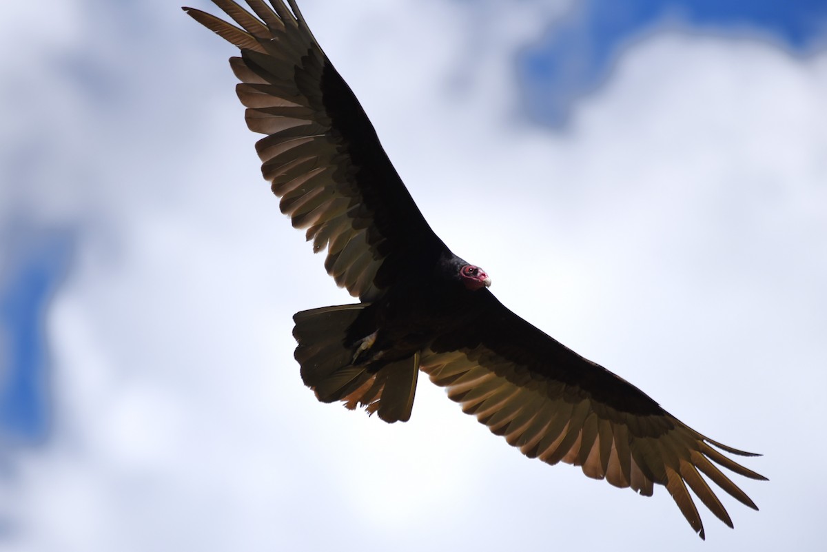 Turkey Vulture - ML618959915