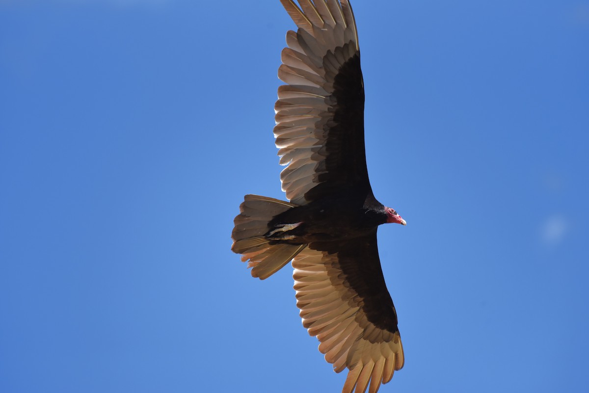 Turkey Vulture - ML618959916