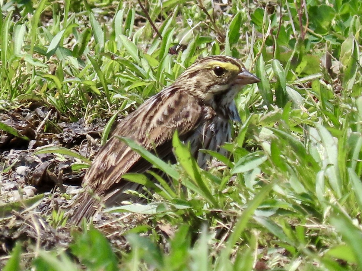 Savannah Sparrow - ML618959947