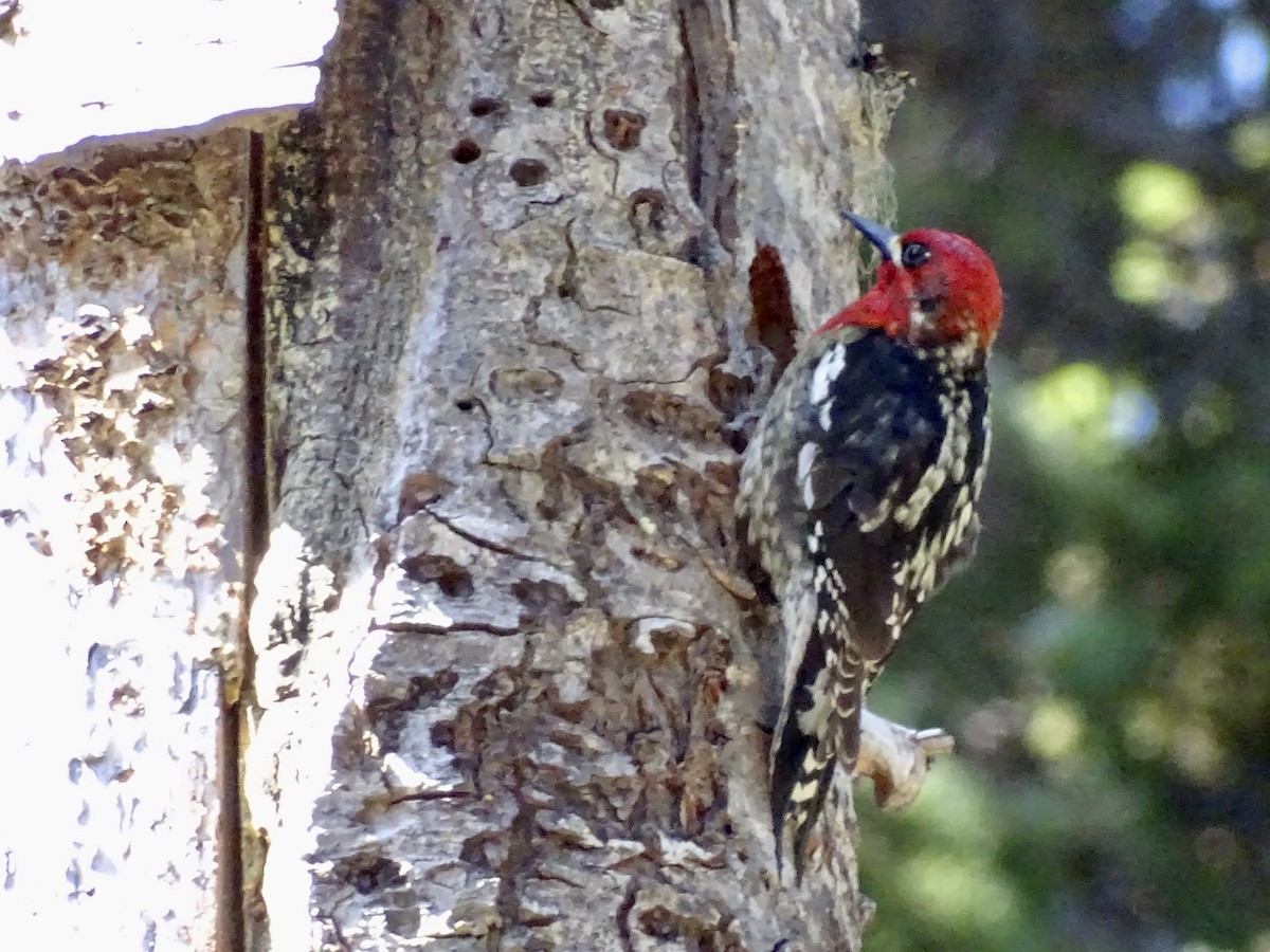 Red-breasted Sapsucker - ML618959948