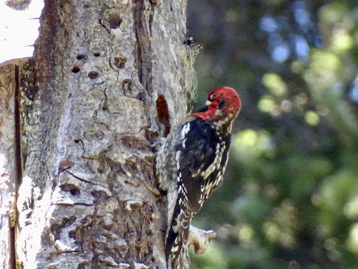 Red-breasted Sapsucker - ML618959949