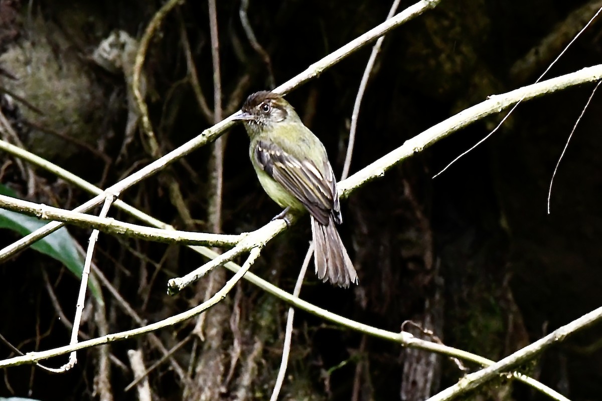 Sepia-capped Flycatcher - ML618959956