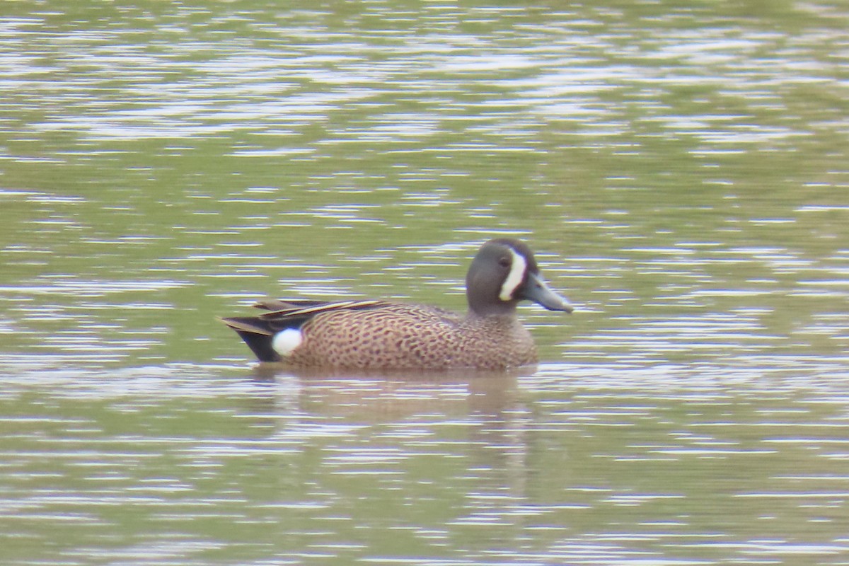 Blue-winged Teal - ML618959963