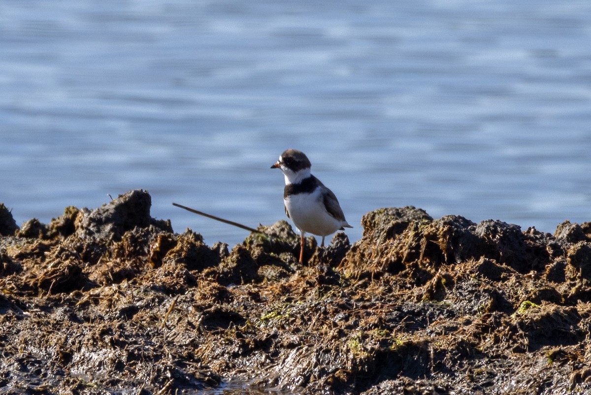 Semipalmated Plover - ML618960019