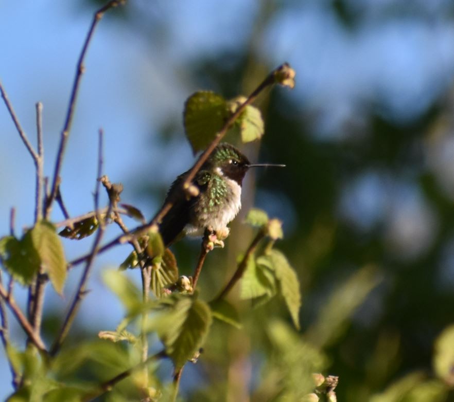 Ruby-throated Hummingbird - ML618960046