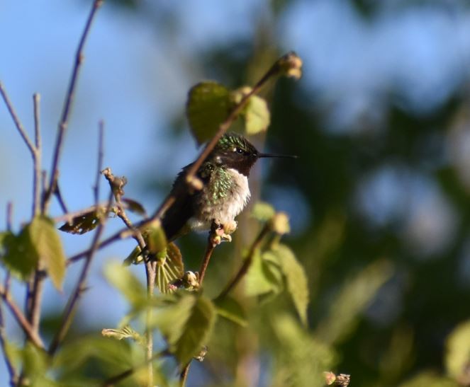 Ruby-throated Hummingbird - ML618960047