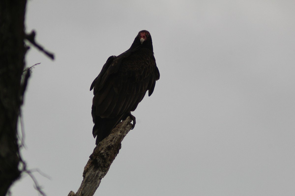 Turkey Vulture - ML618960064